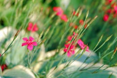 装饰康乃馨花和草khosta 背景花光playnig 库存照片 图片包括有背景花光playnig