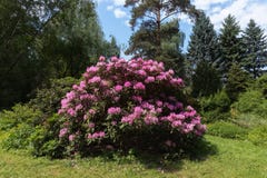 豪华的开花的杜鹃花在中央植物园里风景构成库存照片 图片包括有风景构成 豪华的开花的杜鹃花在中央植物园里