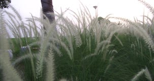 野生禾谷植物除草在慢动作吹的风 特写镜头浅景深 记录在4k 股票视频 视频包括有平稳 深度 野生禾谷植物除草在慢动作吹的风 特写镜头浅景深 记录在4k 股票视频 视频包括有平稳 深度