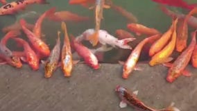 金庙鱼池 印度阿姆利则圣池大金鱼 金鱼大射股票视频 视频包括有金子 制作 移动 橙色 聚会所 金庙鱼池 印度阿姆利则圣池大金鱼 金鱼大射股票视频 视频包括有金子 制作 移动 橙色 聚会所