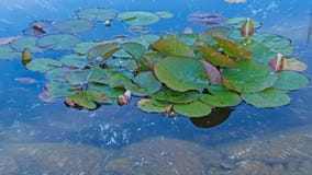 雨降在花开的百合上 水草和水上 近距 4k 影视素材 视频包括有特写镜头 植物群 叶子 开花的 雨降在花开的百合上 水草和水上 近距 4k 影视素材 视频包括有特写镜头 植物群 叶子 开花的