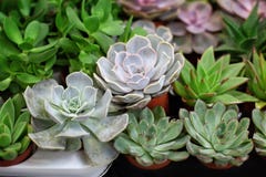 龙舌兰多肉植物的特写微型多肉植物家庭温室中多汁仙人掌小花园科莱克库存图片 图片包括有特写镜头 植物群 龙舌兰多肉植物的特写微型多肉植物家庭温室中多汁仙人掌小花园科莱克库存图片 图片包括有特写镜头 植物群