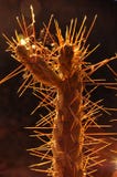 1 backlight cactus στοκ εικόνες με δικαίωμα ελεύθερης χρήσης 1 backlight cactus στοκ εικόνες με δικαίωμα ελεύθερης χρήσης