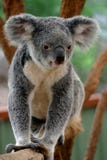 1 björnkoala 1 björnkoala