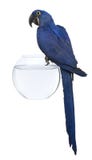 1 gammala perched år för akvariumhyacintmacaw royaltyfri bild 1 gammala perched år för akvariumhyacintmacaw royaltyfri bild