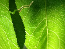 1 gröna leaf för closeup royaltyfri bild 1 gröna leaf för closeup royaltyfri bild
