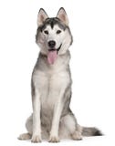 1 husky gammala siberian sittande år royaltyfri fotografi 1 husky gammala siberian sittande år royaltyfri fotografi