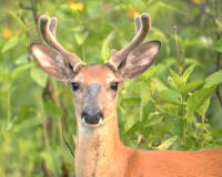 1 детеныш whitetail самеца оленя Стоковое Изображение