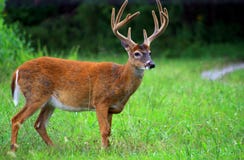 10 point Buck white tail deer