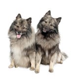 2 6 accouplent de vieilles deux années de keeshond photos stock 2 6 accouplent de vieilles deux années de keeshond photos stock
