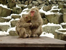 2 macaques giapponesi Fotografia Stock Libera da Diritti 2 macaques giapponesi Fotografia Stock Libera da Diritti