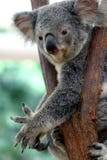 2 ponoszą koala 2 ponoszą koala