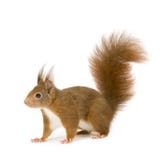 2 ευρασιατικά κόκκινα vulgaris έτη σκιούρων sciurus στοκ φωτογραφίες 2 ευρασιατικά κόκκινα vulgaris έτη σκιούρων sciurus στοκ φωτογραφίες