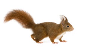2 ευρασιατικά κόκκινα vulgaris έτη σκιούρων sciurus στοκ εικόνα 2 ευρασιατικά κόκκινα vulgaris έτη σκιούρων sciurus στοκ εικόνα