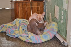 2 смешных серых кота сфинкса Животное стоковые фотографии rf 2 смешных серых кота сфинкса Животное стоковые фотографии rf