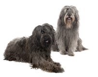 3 6 catalan gammala sheepdogår royaltyfri foto 3 6 catalan gammala sheepdogår royaltyfri foto