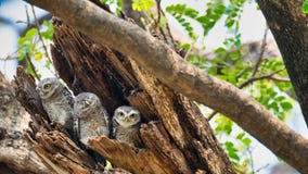 3 Birds That Live As Families Are Located  In The Hollows Of Trees With A White Background.Spotted Owlet Are Natural Wildlife. Stock Photo