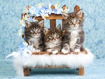 3 gatinhos bonitos do Coon de Maine no mini banco imagem de stock 3 gatinhos bonitos do Coon de Maine no mini banco imagem de stock