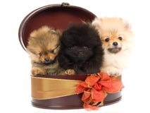 3 puppy Pomeranian in ronde giftdoos Royalty-vrije Stock Fotografie