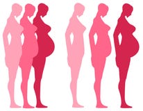 3 Trimesters of Pregnancy