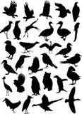 37 Vector Bird Silhouettes Royalty Free Stock Photography 37 Vector Bird Silhouettes Royalty Free Stock Photography