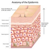 3d anatomie van de epidermis vector illustratie 3d anatomie van de epidermis vector illustratie