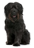 6 sittande år för catalan gammal sheepdog arkivfoto 6 sittande år för catalan gammal sheepdog arkivfoto