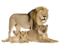 8 år för leo lionesspanthera royaltyfria foton 8 år för leo lionesspanthera royaltyfria foton