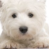 8 месяцев гористой местности terrier белизна на запад стоковое изображение rf 8 месяцев гористой местности terrier белизна на запад стоковое изображение rf