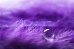 A Abstract Image Of Purple Color Fluffy Feathers With One Macro Water Dew Drop, Beautiful Natural Background. Royalty Free Stock Photos
