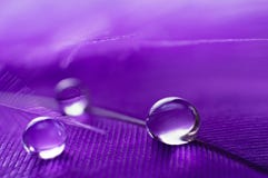 A Abstract Image Of Purple Color Fluffy Feathers With Three Macro Water Dew Drop, Beautiful Natural Background. Stock Images