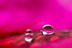 A Abstract Image Of Red Color Fluffy Feathers With Two Macro Water Dew Drop, Beautiful Natural Background. Royalty Free Stock Photo