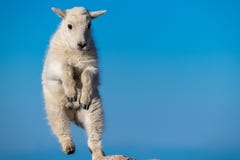 A Baby Mountain Goat Leaping On Rocks In The Mountains Royalty Free Stock Photo A Baby Mountain Goat Leaping On Rocks In The Mountains Royalty Free Stock Photo
