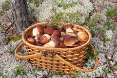 A Basket Full Of Beautiful Mushrooms Stands In The Forest. Royalty Free Stock Photo