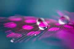 A Beautiful Abstract Pink Background With Two Dew Drops On Feather Bird Close Up Macro Stock Photo