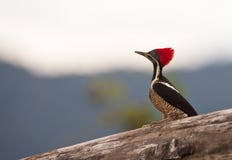 A Beautiful Lineated Woodpecker Royalty Free Stock Image A Beautiful Lineated Woodpecker Royalty Free Stock Image