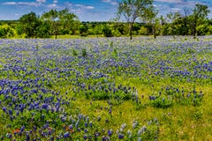 A Beautiful Wide Angle View Of A Texas Field Blanketed With The Famous Texas Bluebonnets. Stock Photo