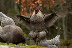A Blue Combed Rooster Of The Strong Breed Hedemora Stock Images A Blue Combed Rooster Of The Strong Breed Hedemora Stock Images
