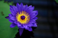 A Blue Tropical Water Lily Royalty Free Stock Photos A Blue Tropical Water Lily Royalty Free Stock Photos