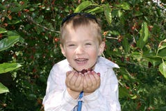 A Boy Eats The Fruit Of Mulberry Royalty Free Stock Photo A Boy Eats The Fruit Of Mulberry Royalty Free Stock Photo