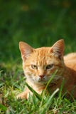 A Cat In The Field. Royalty Free Stock Images