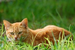 A Cat In The Grass Royalty Free Stock Image