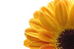 A Close Up Of A Yellow Flower Stock Images