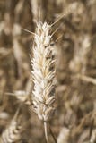 A Close-up Of Wheat Kernel Stock Photography