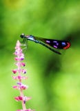 A Colorful Damselfly On Pinkish Flower Stock Photo A Colorful Damselfly On Pinkish Flower Stock Photo