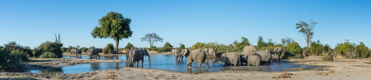 A Colour, Panorama Image Of A Herd Of Elephants, Loxodonta Africana, Bathing And Drinking At A Dwindling Waterhole In Savute, Bot Stock Photos A Colour, Panorama Image Of A Herd Of Elephants, Loxodonta Africana, Bathing And Drinking At A Dwindling Waterhole In Savute, Bot Stock Photos