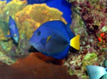 A Coral Fish In The Red Sea Royalty Free Stock Photography A Coral Fish In The Red Sea Royalty Free Stock Photography