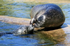 A Couple Of Caressing Seals Royalty Free Stock Photography
