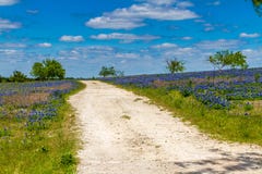 A Crisp Beautiful View Of A Lonely Rural Texas Road In A Big Texas Field Blanketed With The Famous Texas Bluebonnets. Stock Images