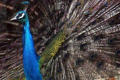 A Dancing Peacock Stock Photos